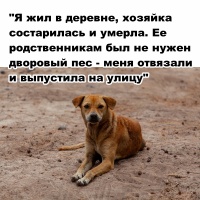 Фото идеи социальная реклама про бездомных животных для социальная власть на сайте IdeasMaker, картинка идеи социальная реклама про бездомных животных для социальная власть на сайте IdeasMaker