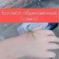 Фото идеи летний проект для детей "определи насекомое" для обучение/развитие на сайте IdeasMaker, картинка идеи летний проект для детей "определи насекомое" для обучение/развитие на сайте IdeasMaker